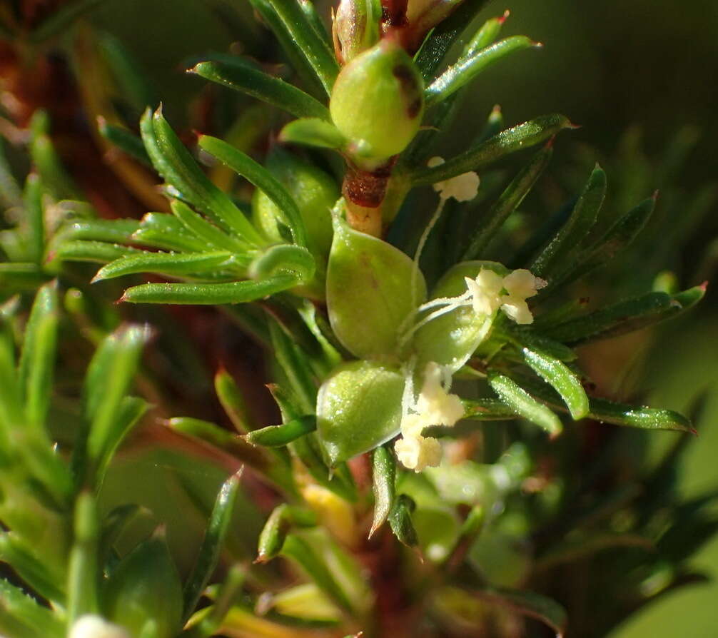 Imagem de Cliffortia filifolia var. arenaria C. Whitehouse