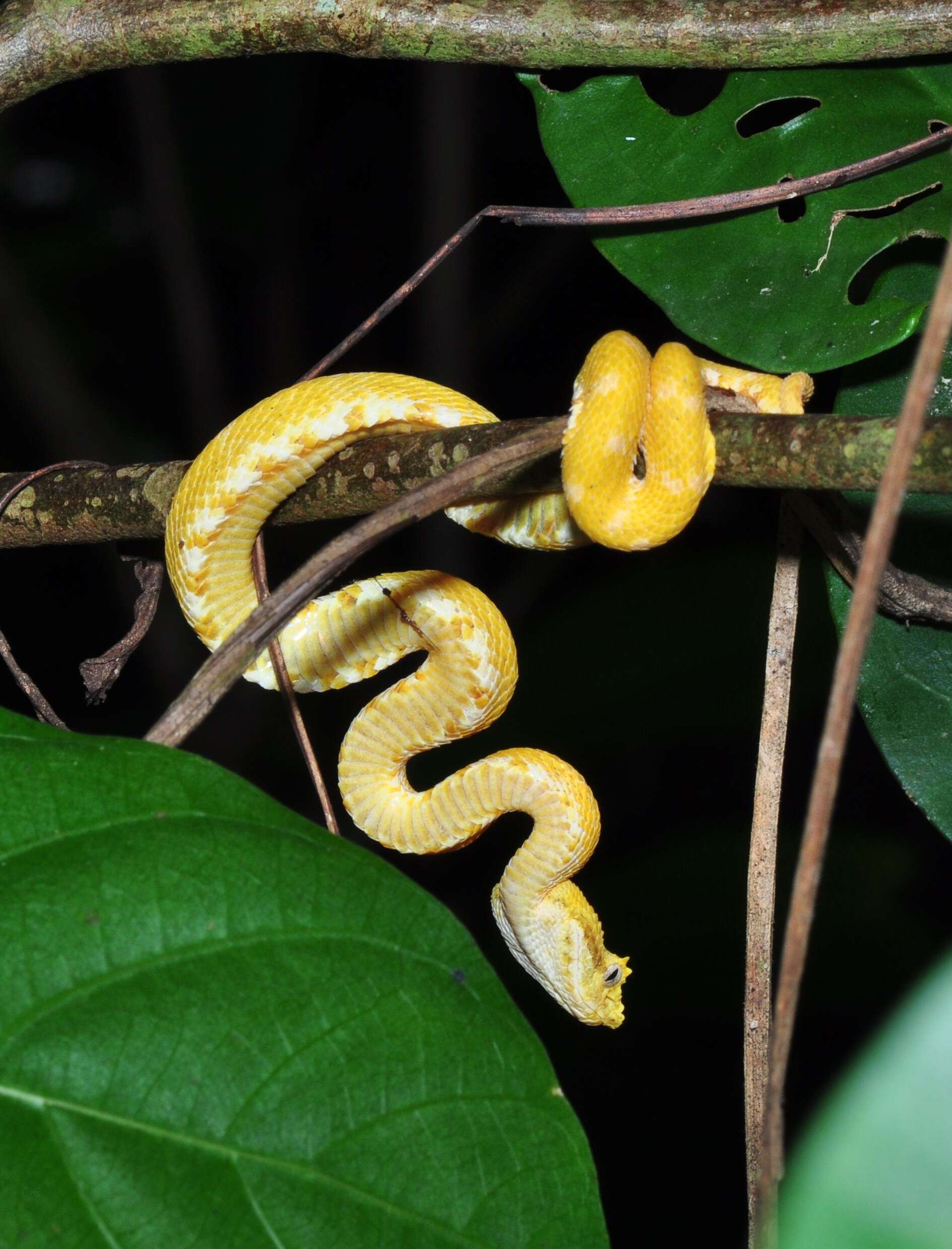 Image of Eyelash Viper