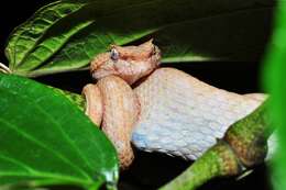 Image of Eyelash Viper