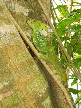 Image of Green Basilisk