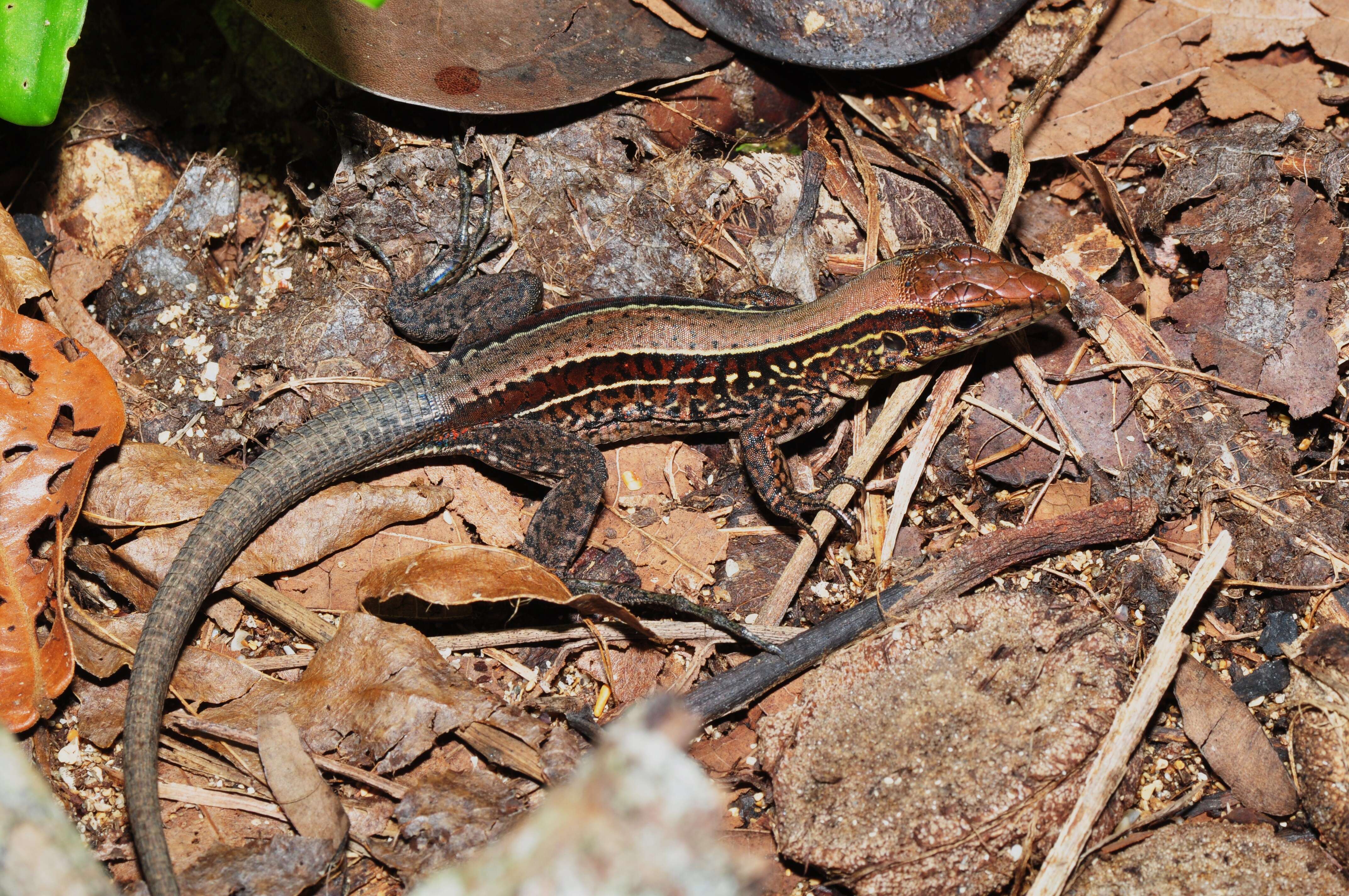 Image of Four-lined Ameiva