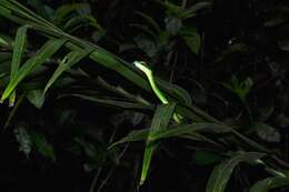 Image of Green Parrot Snake