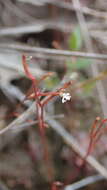 Sivun Stylidium uliginosum Sw. ex Willd. kuva