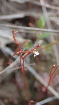 Image of Stylidium uliginosum Sw. ex Willd.