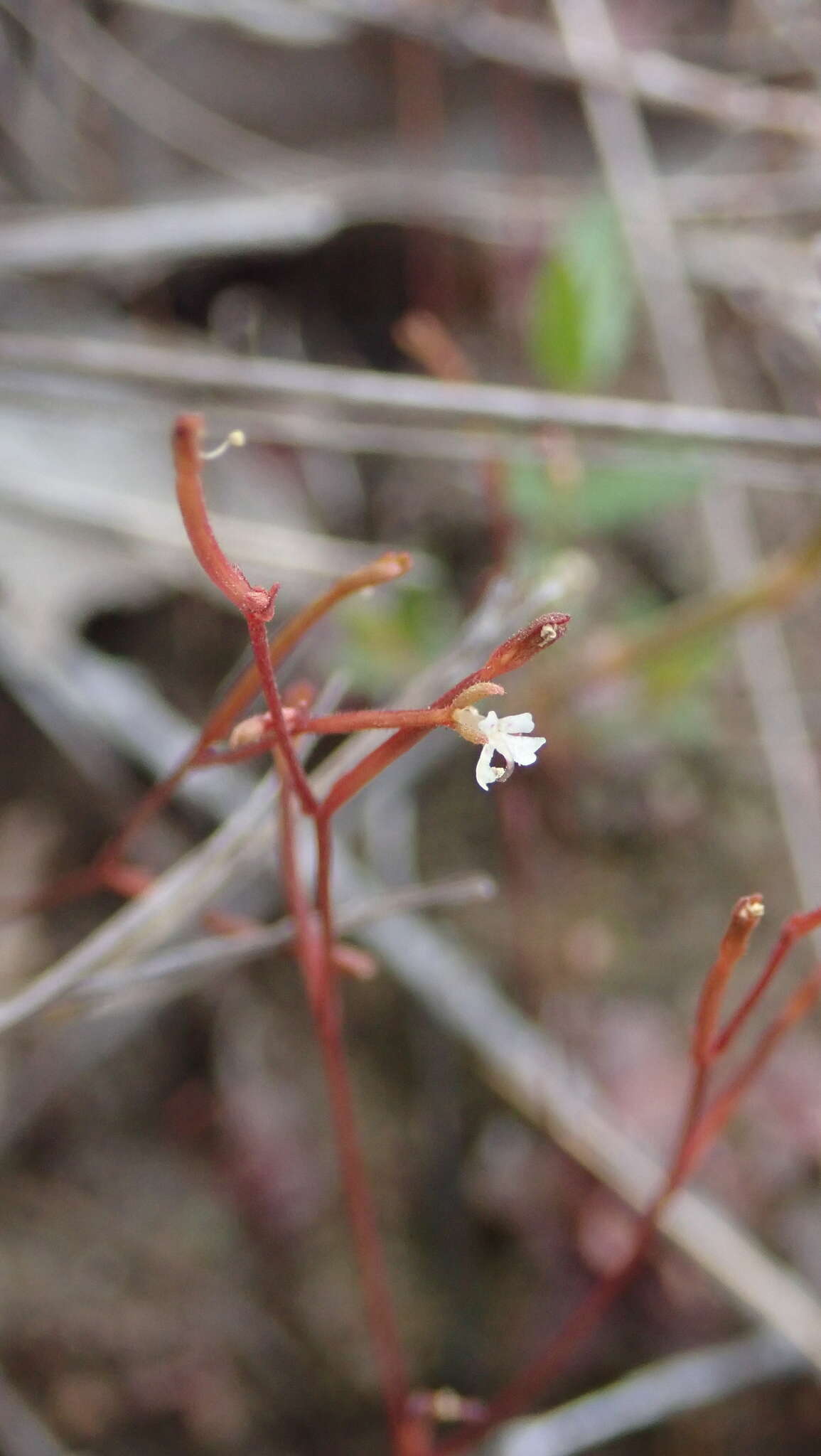 Image of Stylidium uliginosum Sw. ex Willd.