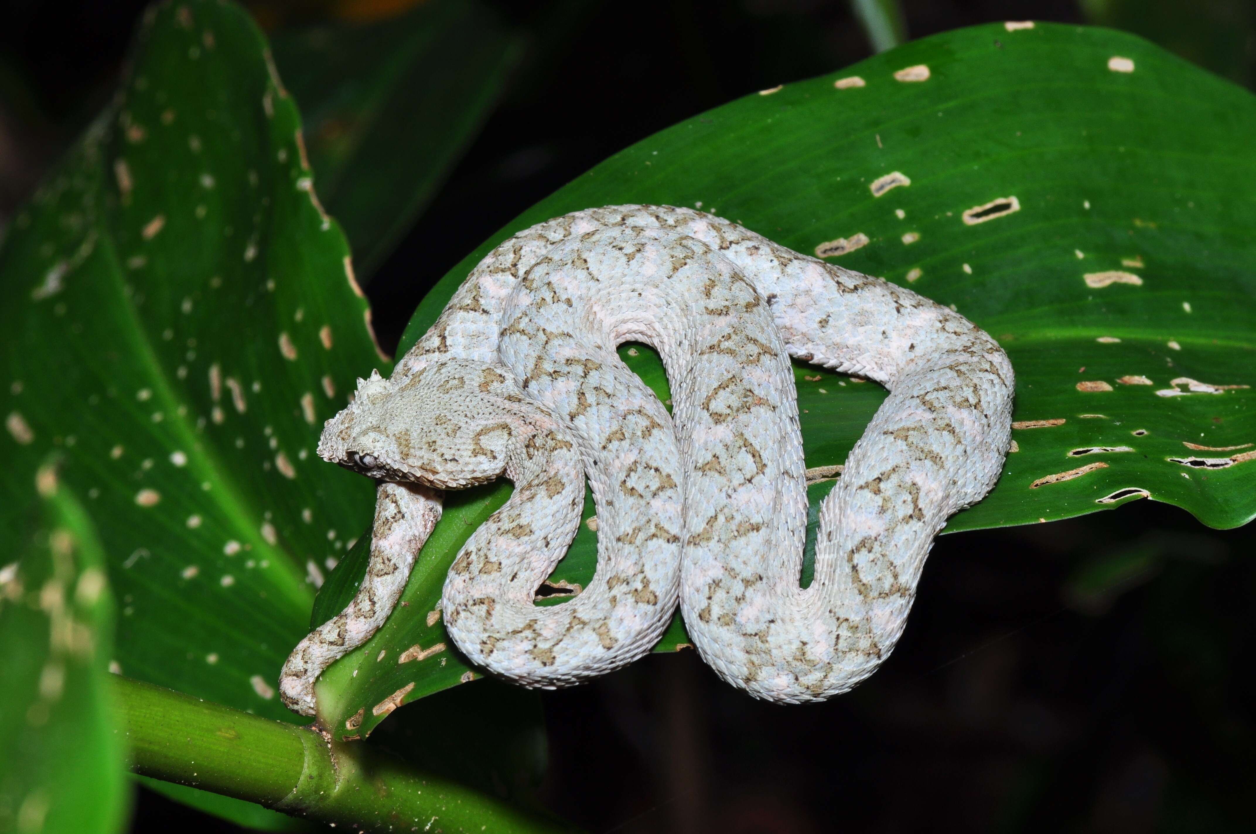 Image of Eyelash Viper