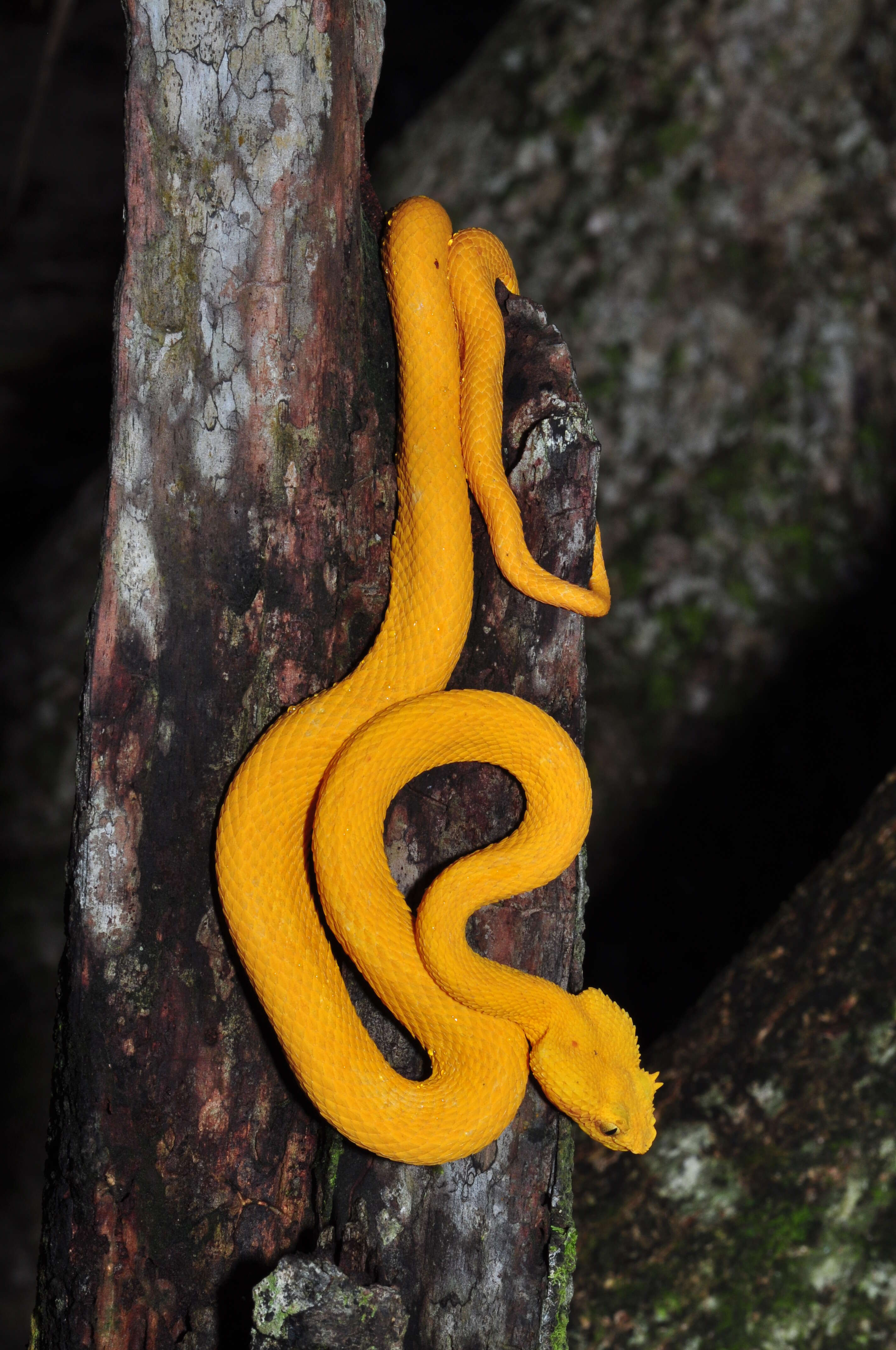 Image of Eyelash Viper