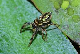 Image of Golden jumping spider