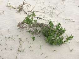 Image of seacoast marsh elder