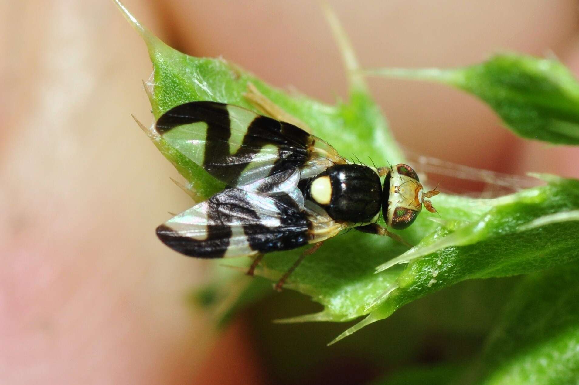 Image of Urophora cardui (Linnaeus 1758)