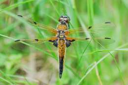 Image of Four-spotted Chaser