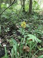 Image de Platanthera cristata (Michx.) Lindl.