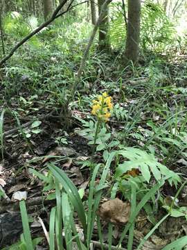 Image of Crested Yellow Orchid