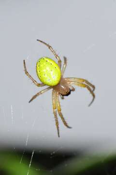 Image of Cucumber green spider