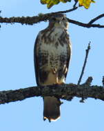 Imagem de Buteo trizonatus Rudebeck 1957