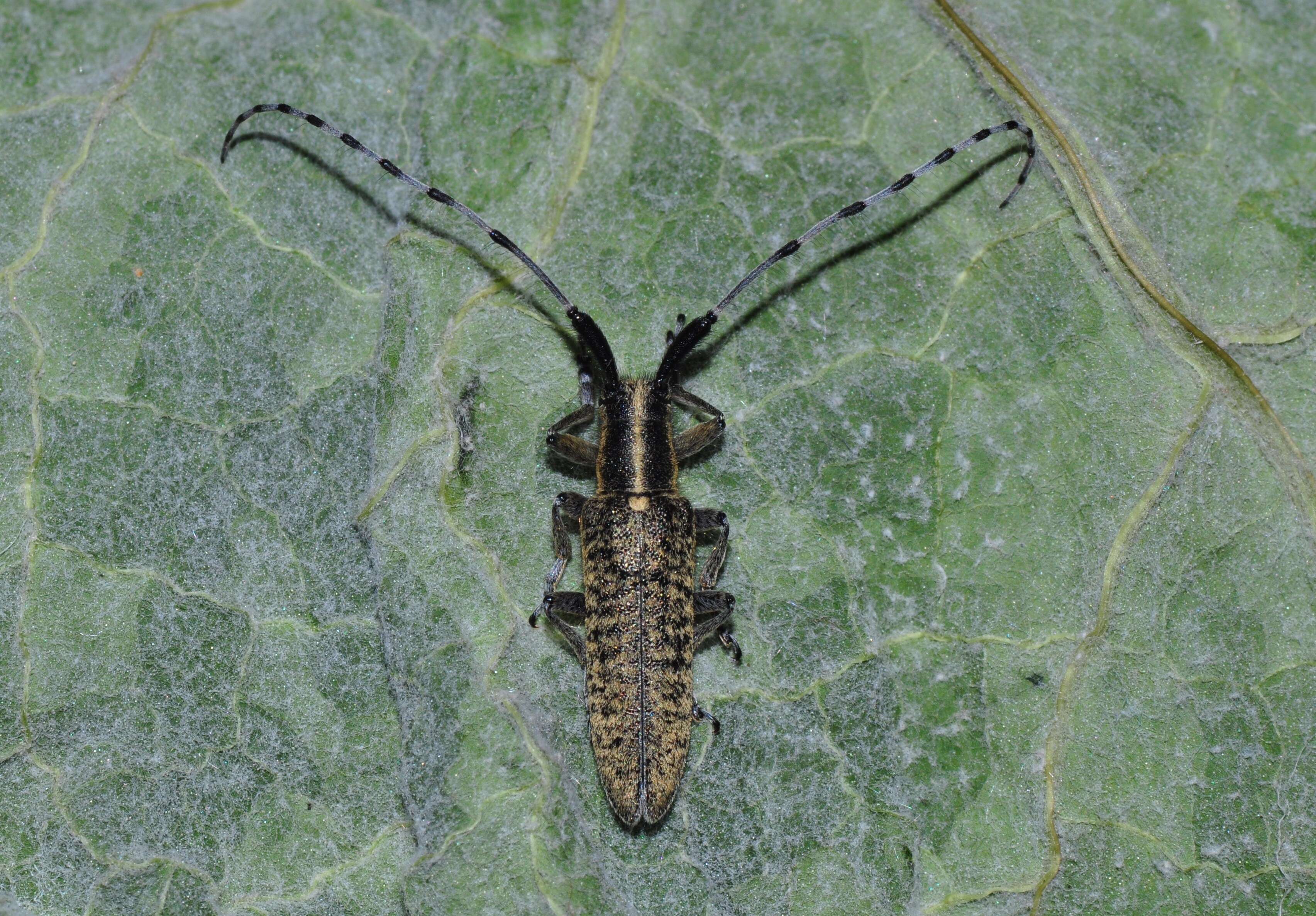 Image of Agapanthia (Epoptes) villosoviridescens (Degeer 1775)