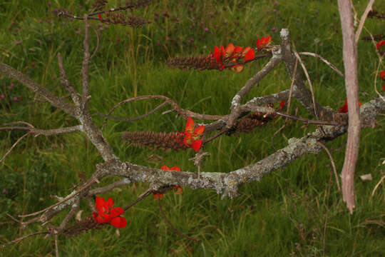 Imagem de Erythrina edulis Micheli