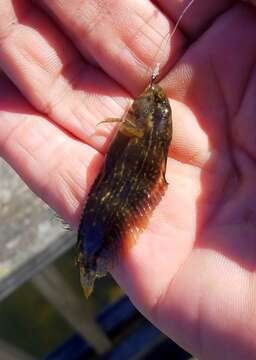 Image of Striped Blenny