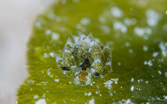 Image of Costasiella kuroshimae Ichikawa 1993