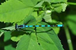 Image of Common Blue Damselfly