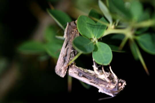 Image of Agrotis robusta Blanchard 1852