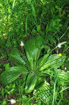 Image of Hoary Plantain