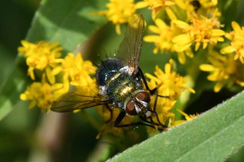 Image of Chrysosomopsis aurata (Fallén 1820)