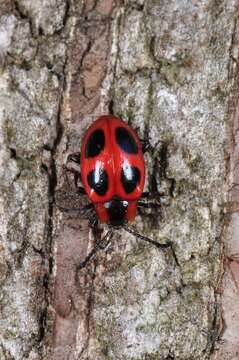 Image of Endomychus coccineus (Linnaeus 1758)