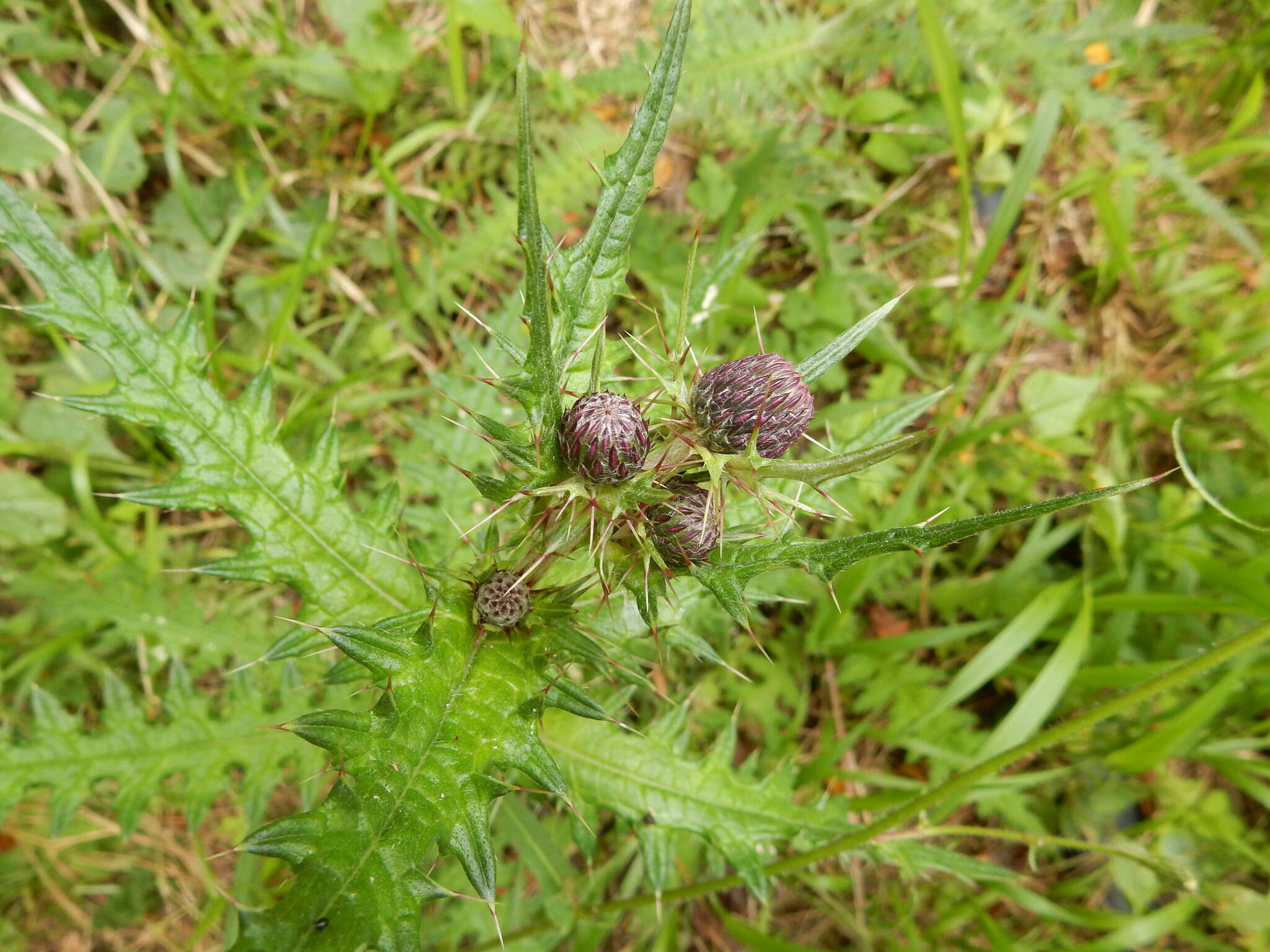 Cirsium suzukii的圖片