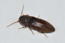 Image of Lined Click Beetle