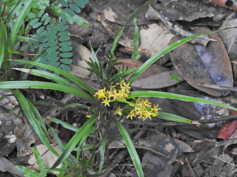 Image of Grass orchids