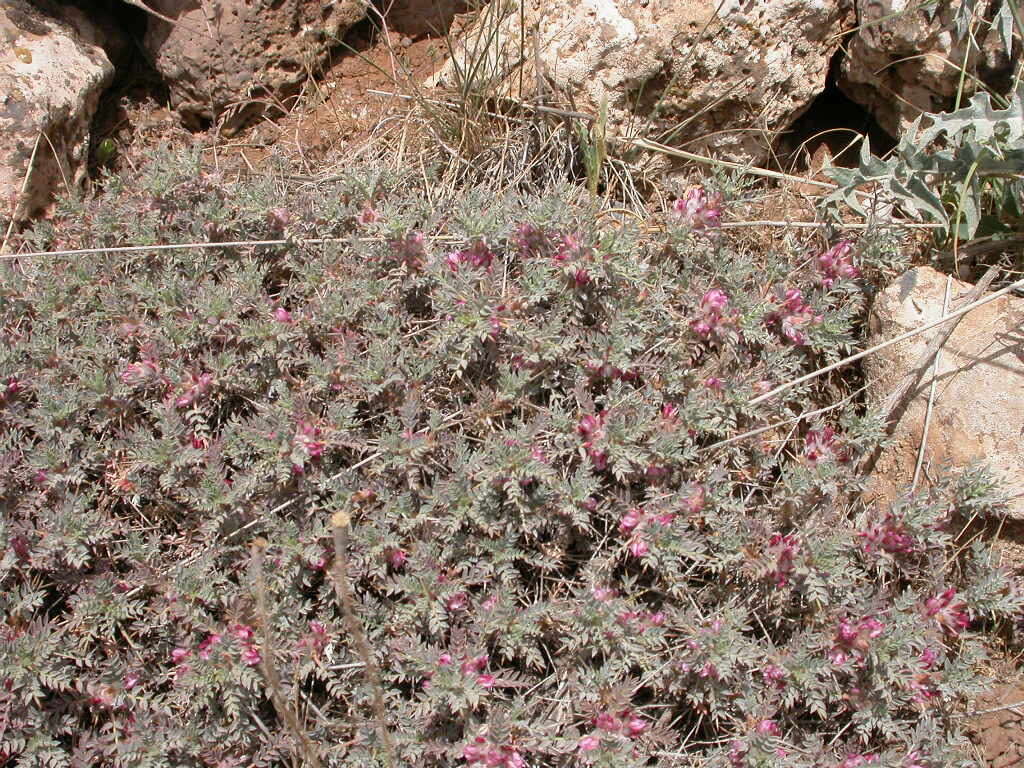 Imagem de Astragalus cruentiflorus Boiss.