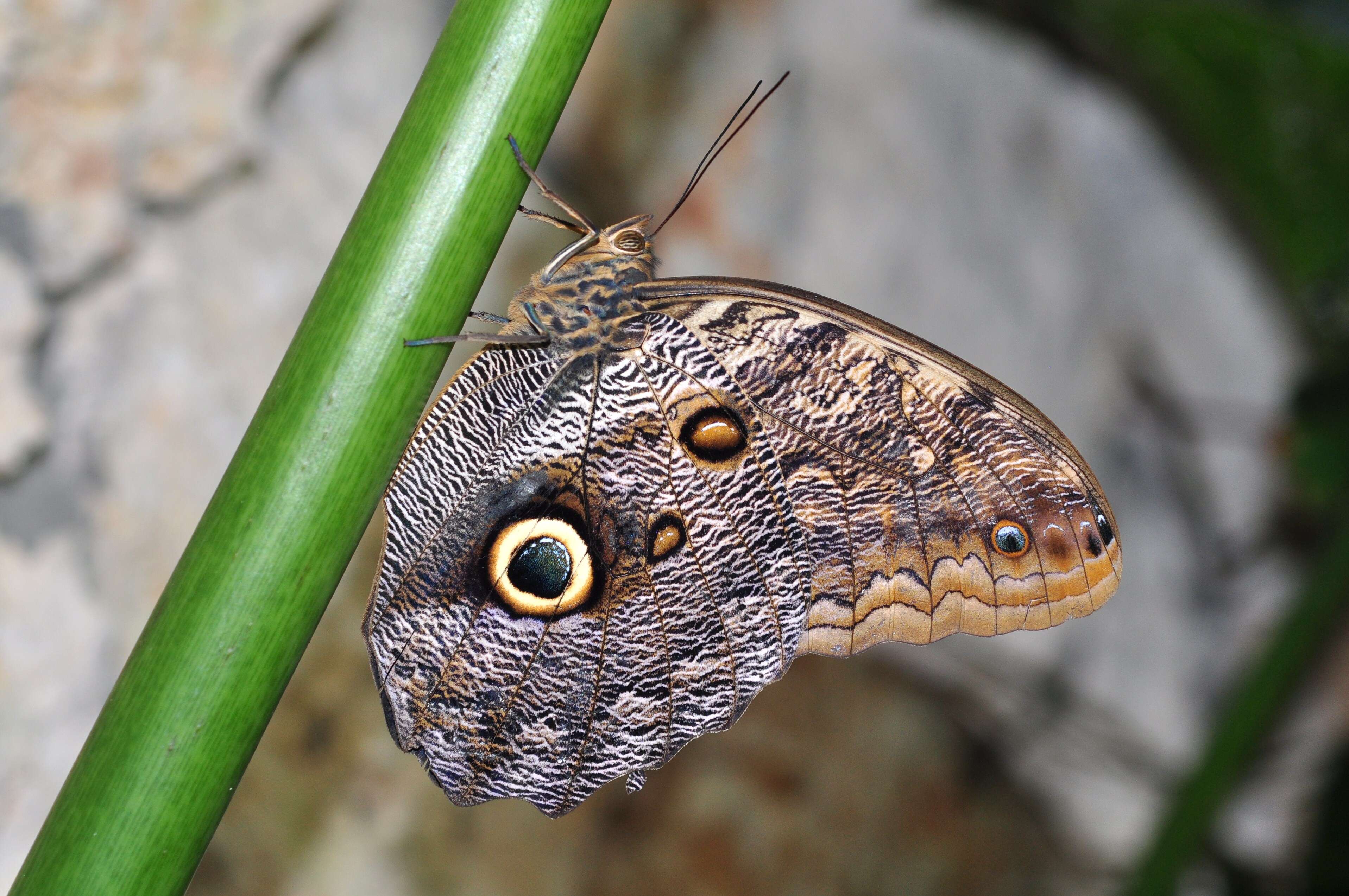 Plancia ëd Caligo oileus Felder 1861