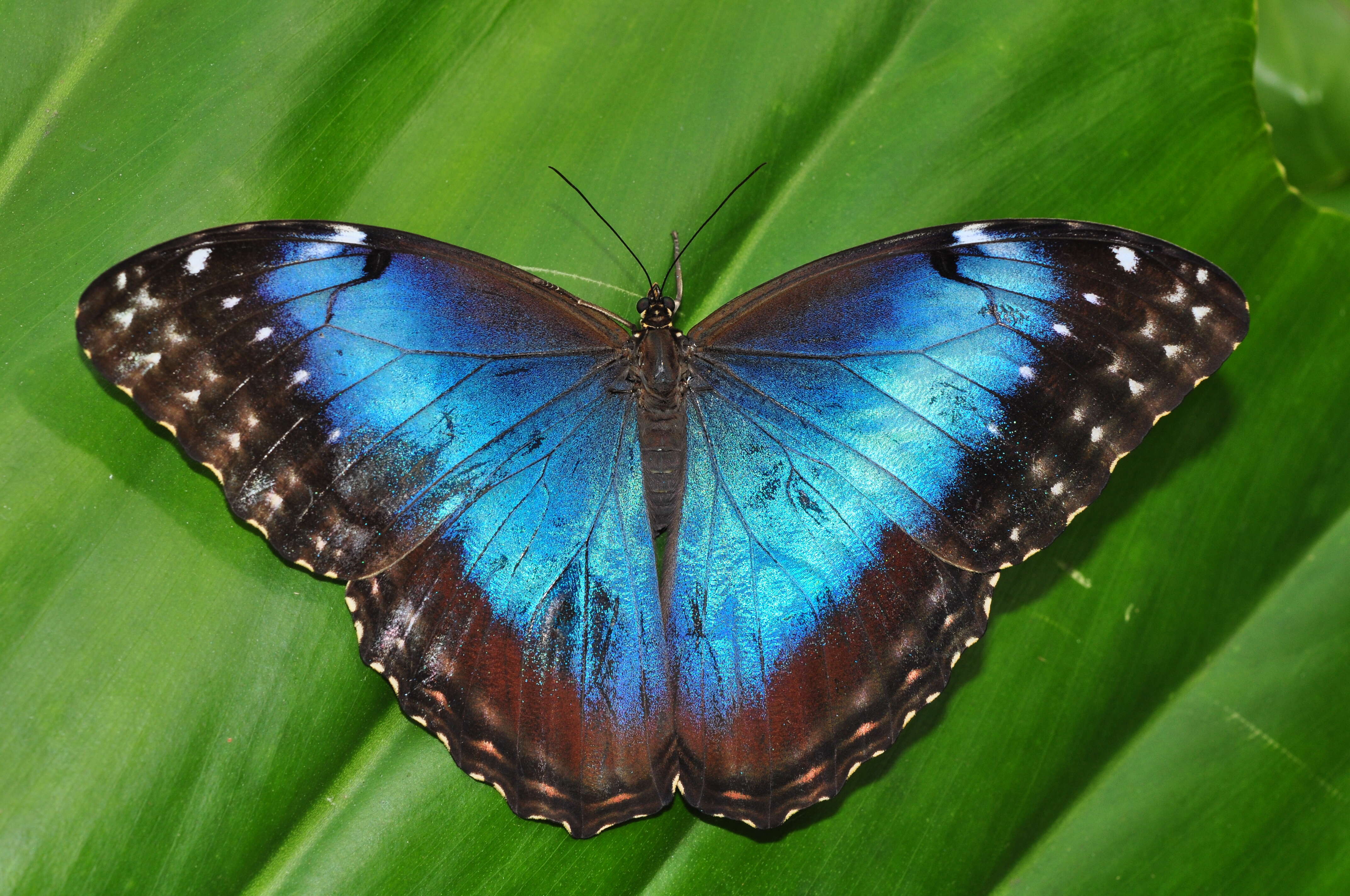 Image of Morpho peleides Kollar 1850