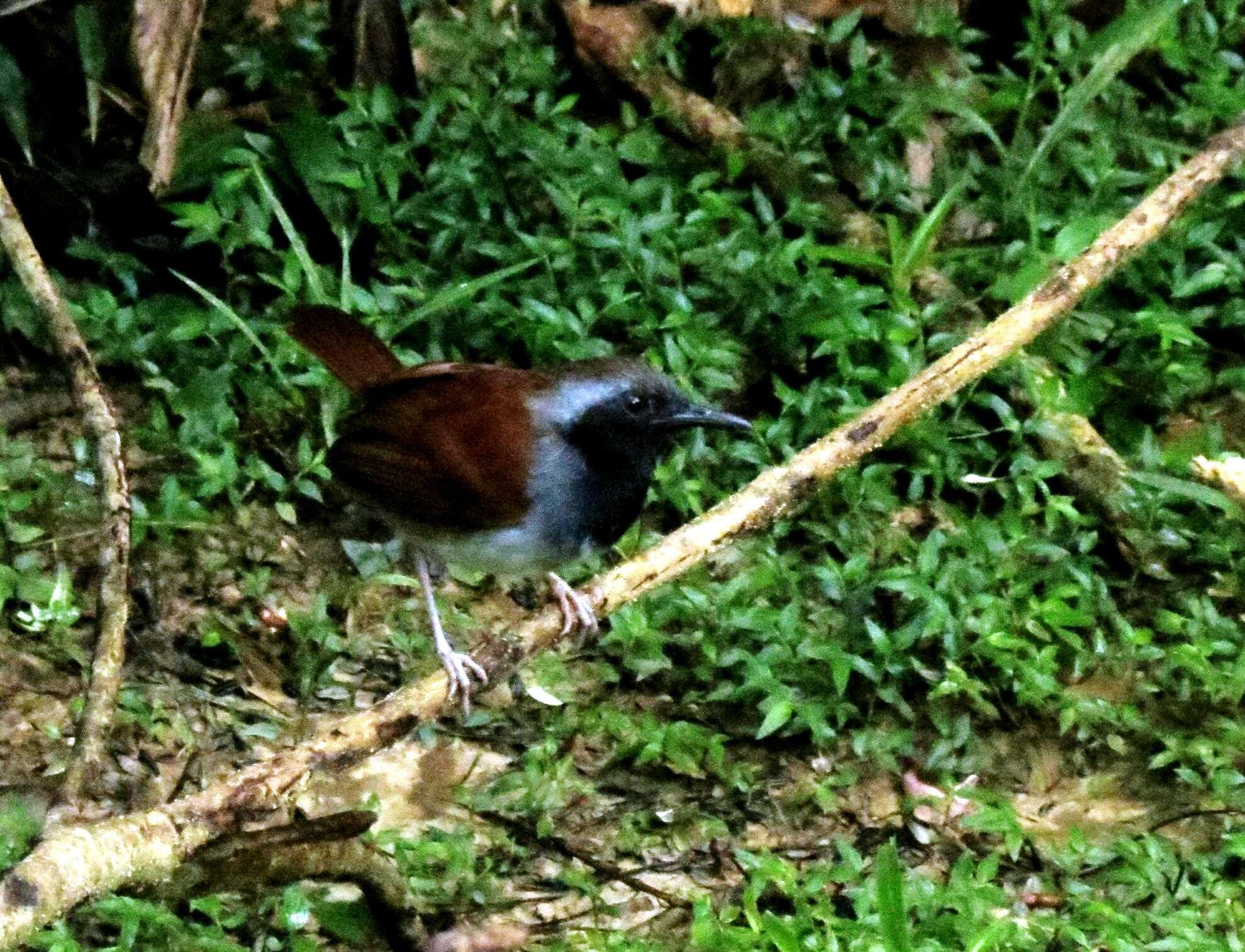 Image of White-bellied Antbird