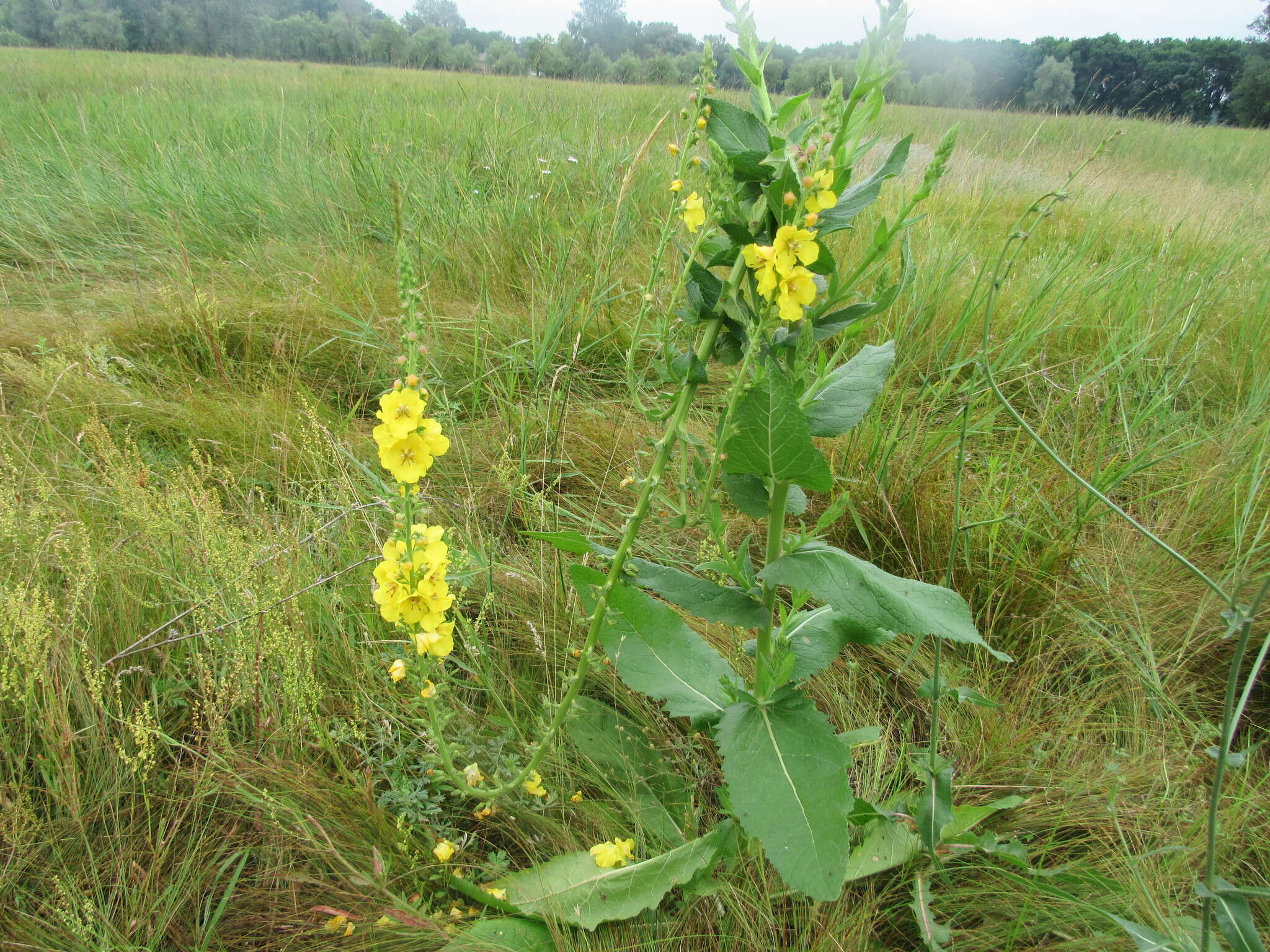 Image of Verbascum flagriforme Pfund