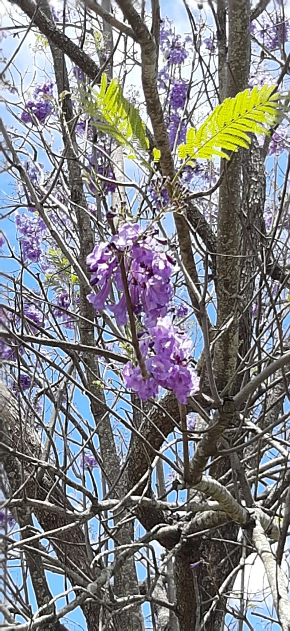 Plancia ëd Jacaranda caucana Pittier