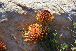 Imagem de Leucospermum spathulatum R. Br.