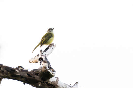 Image of Yellow-olive Flatbill