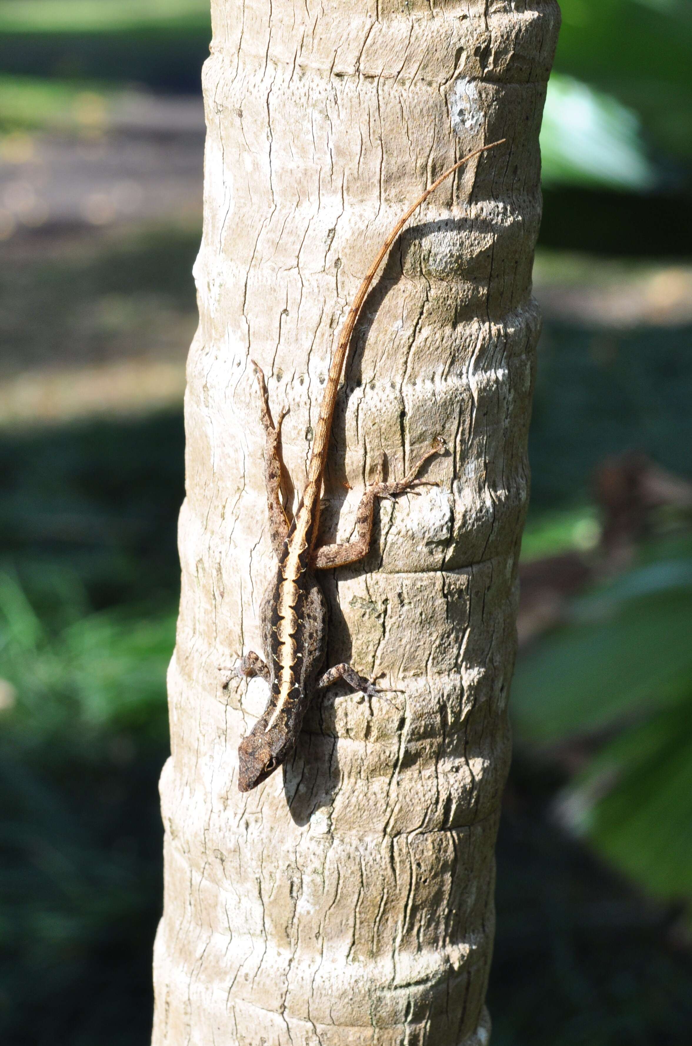 Image of Bahaman brown anole