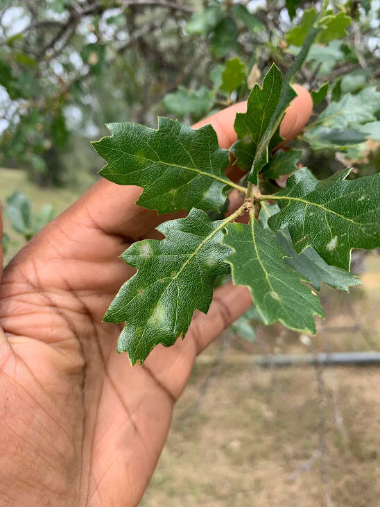 Image of hybrid oak