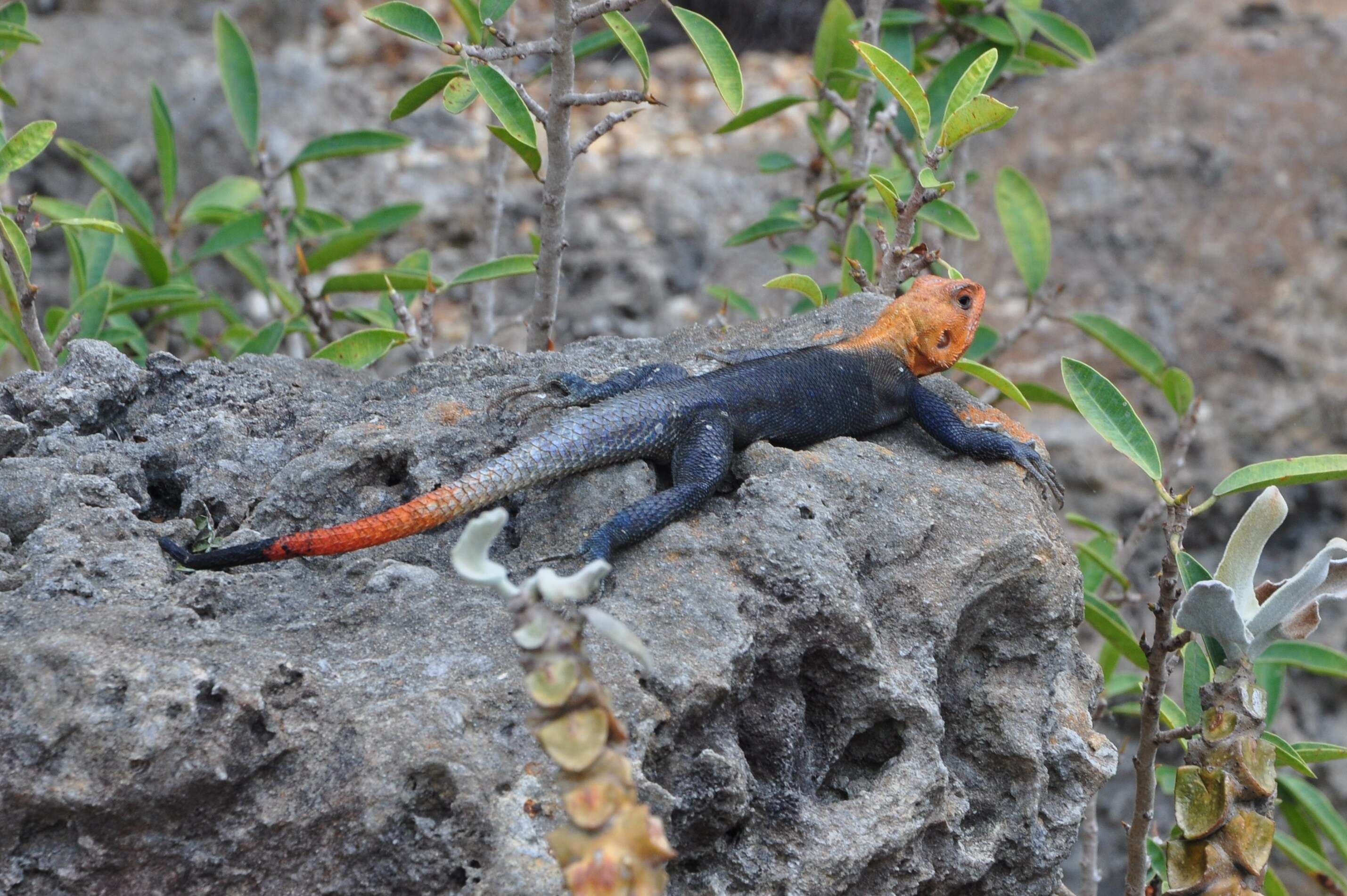 Image of Common agama