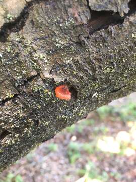 Image of Phaeomarasmius erinaceus (Fr.) Scherff. ex Romagn. 1937