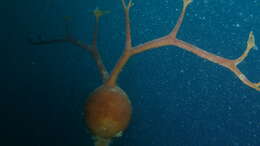 Image of Pelagophycus porra