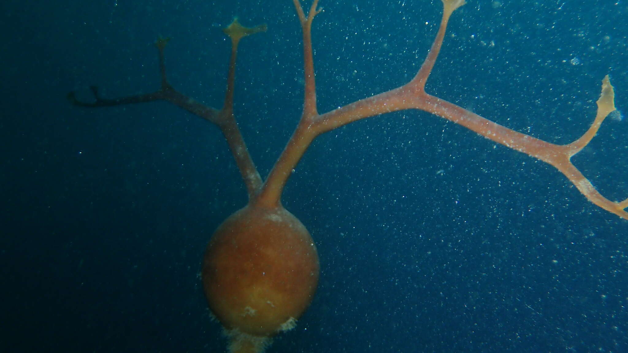 Image of Pelagophycus porra