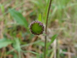 Image of Astranthium xanthocomoides (Less.) Larsen