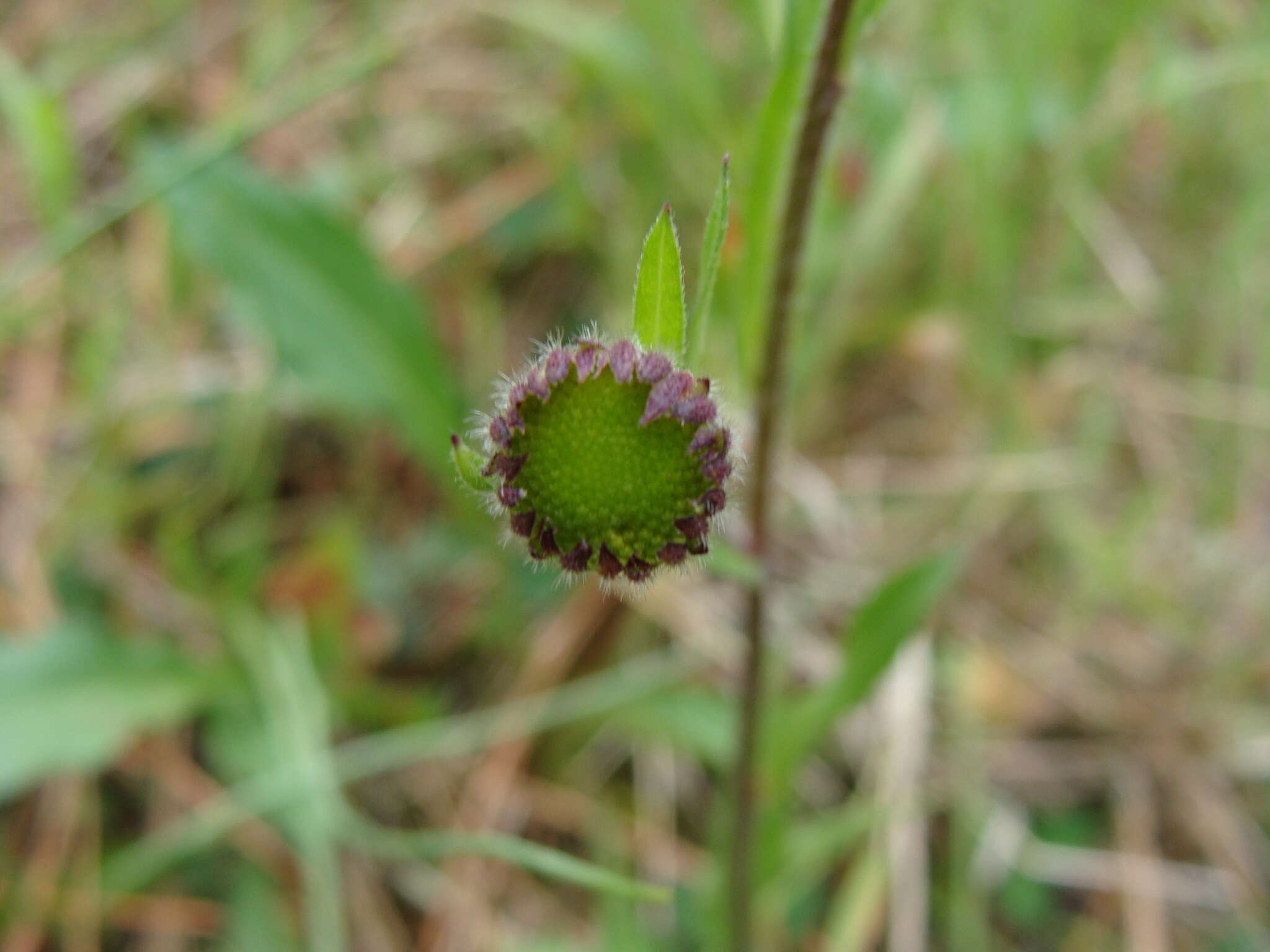 Image of Astranthium xanthocomoides (Less.) Larsen