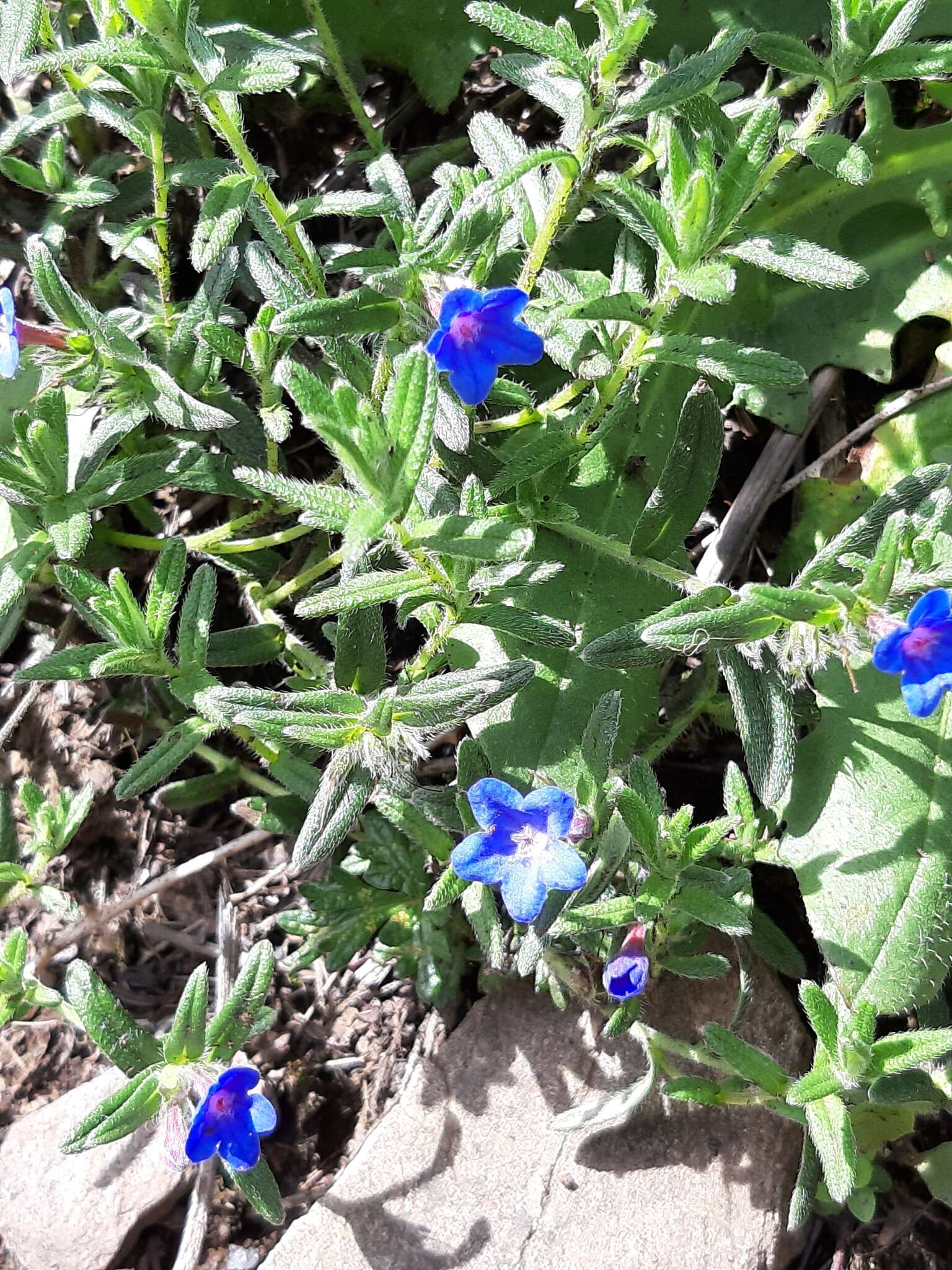 Image of Glandora prostrata (Loisel.) D. C. Thomas