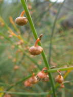 Image of Tersonia cyathiflora (Fenzl) A. S. George ex J. W. Green