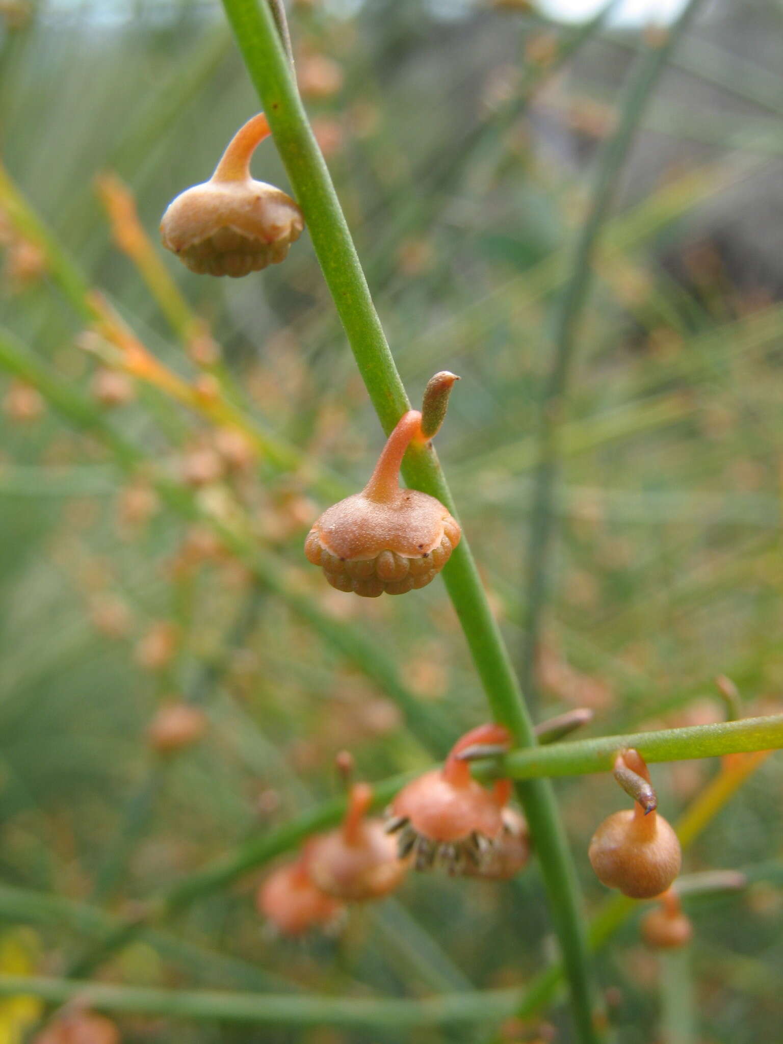 صورة Tersonia cyathiflora (Fenzl) A. S. George ex J. W. Green